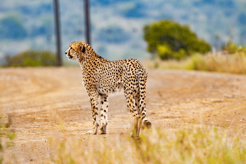 South African wildlife experiences