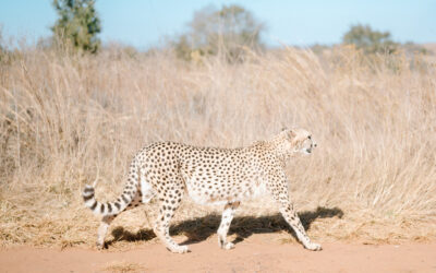 A Wild Sunday Out in Johannesburg: Lions, Laughs & Underground Wonders