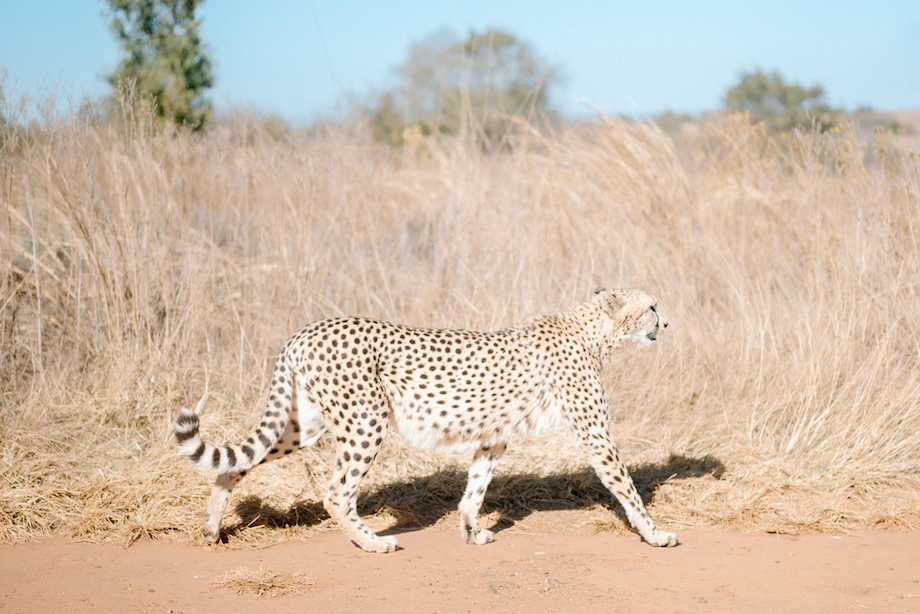 A Wild Sunday Out in Johannesburg: Lions, Laughs & Underground Wonders